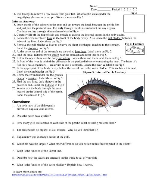 Marine Biology Lab: Fish Dissection