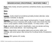 BRASSICACEAE (CRUCIFERAE) – MUSTARD FAMILY - Flora by Max