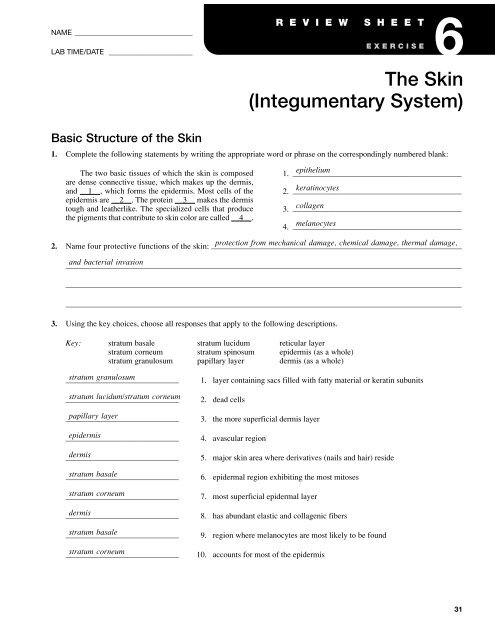 integumentary-system-worksheet-answers-word-worksheet