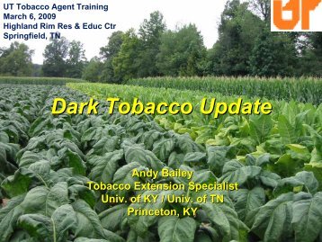 Dark Tobacco Update - Tobacco Info Online