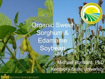 Organic Sweet Sorghum & Edamame Soybean - Kentucky State ...