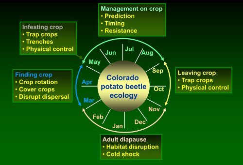 Biologically-based insect pest management in solanaceous crops