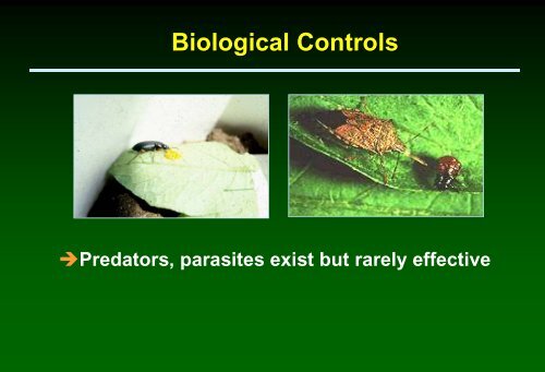 Biologically-based insect pest management in solanaceous crops