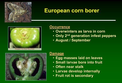 Biologically-based insect pest management in solanaceous crops