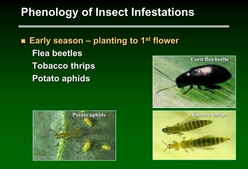 Biologically-based insect pest management in solanaceous crops