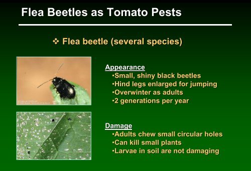 Biologically-based insect pest management in solanaceous crops