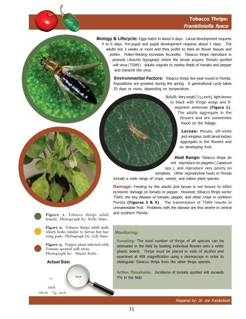 tobacco pests Tobacco thrips