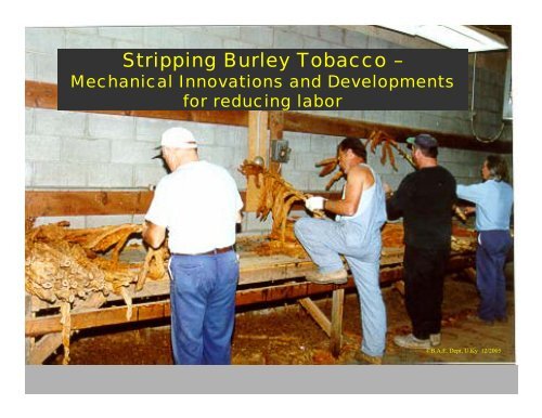 strip tobacco Stripping Burley Tobacco –
