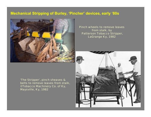 Stripping Burley Tobacco – - BAE