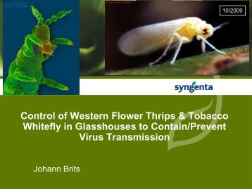 Control Of Western Flower Thrips & Tobacco Whitefly - Intensive ...