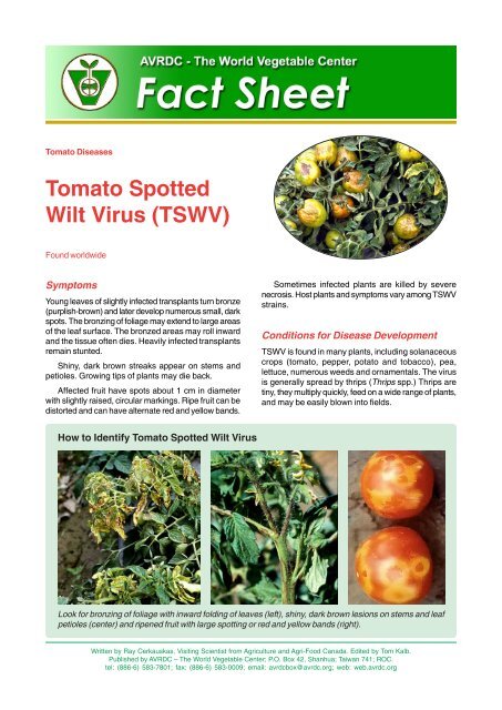 Tomato Spotted Wilt Virus on Tomato