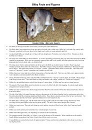 Bilby Facts and Figures