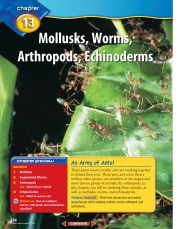 Chapter 13: Mollusks, Worms, Arthropods, Echinoderms