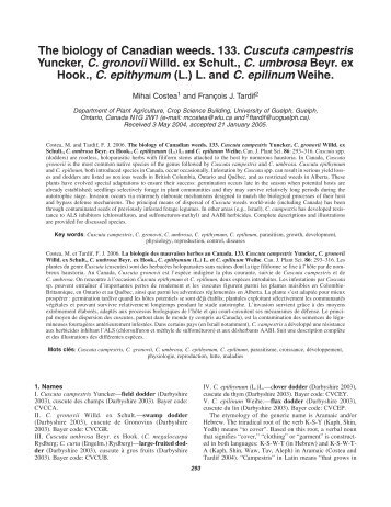 The biology of Canadian weeds. 133. Cuscuta campestris