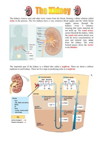 Kidney Notes - BiologyMad A-Level Biology