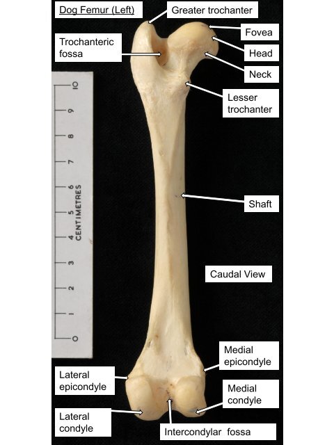 Dog Femur (Left) Head Greater trochanter Trochanteric fossa Neck ...