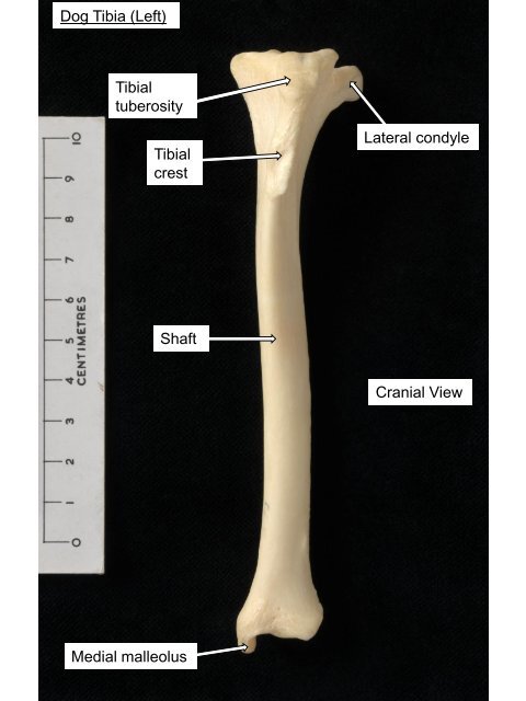 Dog Femur (Left) Head Greater trochanter Trochanteric fossa Neck ...