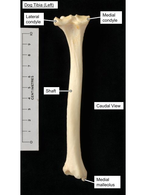 Dog Femur (Left) Head Greater trochanter Trochanteric fossa Neck ...