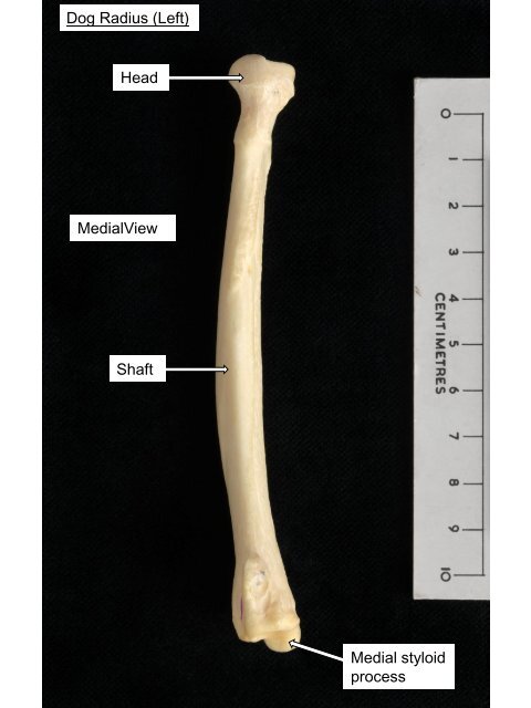 Dog Femur (Left) Head Greater trochanter Trochanteric fossa Neck ...