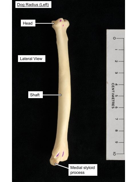 Dog Femur (Left) Head Greater trochanter Trochanteric fossa Neck ...