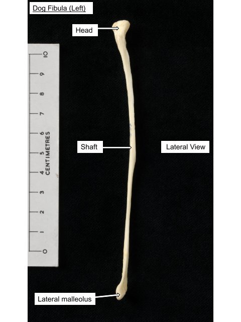 Dog Femur (Left) Head Greater trochanter Trochanteric fossa Neck ...