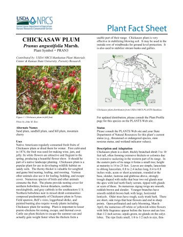 Chickasaw Plum Plant Fact Sheet - USDA Plants Database