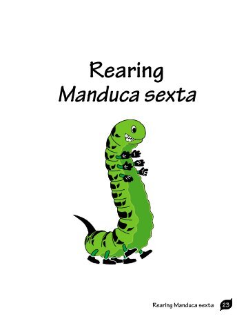 Rearing Manduca sexta