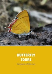 Butterfly Tour - Tourism Council of Bhutan