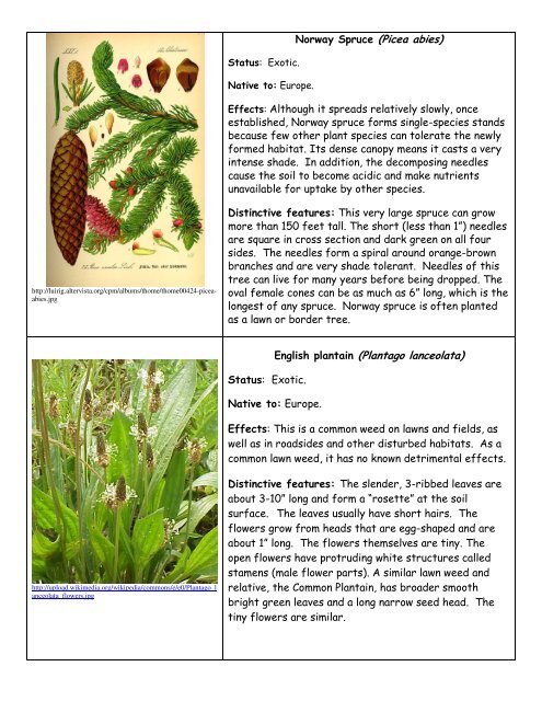 Invasive Plants Flashcards (pdf)