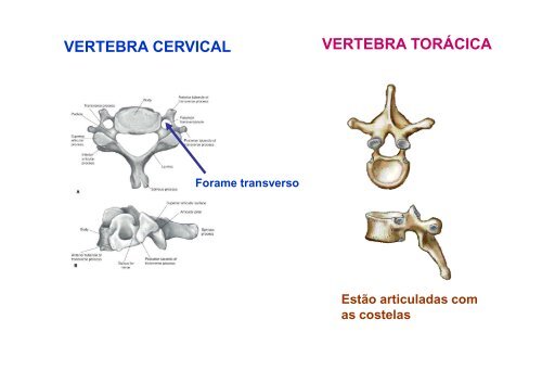 3- Coluna vertebral [Modo de Compatibilidade] - Unirio