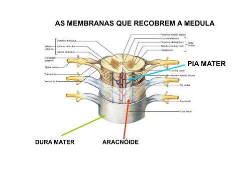 3- Coluna vertebral [Modo de Compatibilidade] - Unirio