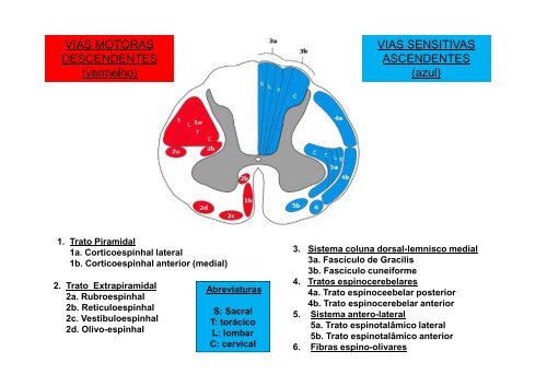 3- Coluna vertebral [Modo de Compatibilidade] - Unirio