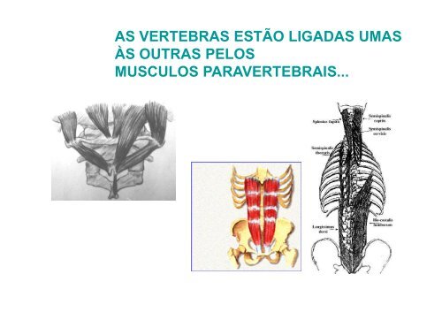 3- Coluna vertebral [Modo de Compatibilidade] - Unirio