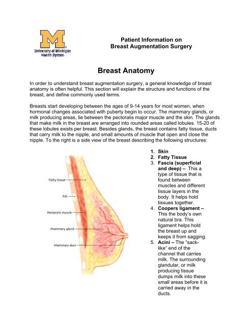 Breast Anatomy