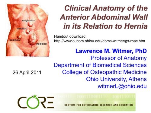 Clinical anatomy of the anterior abdominal wall in - Ohio University ...