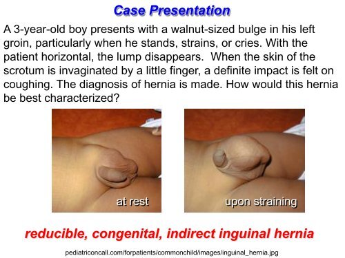 Clinical anatomy of the anterior abdominal wall in - Ohio University ...