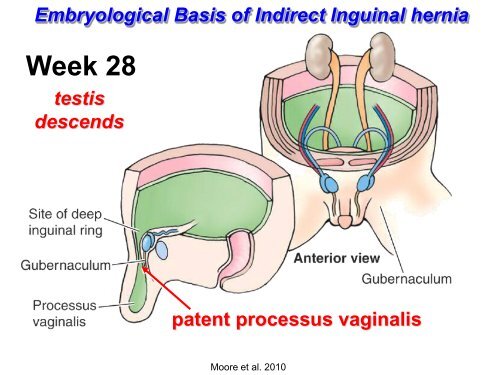 Clinical anatomy of the anterior abdominal wall in - Ohio University ...