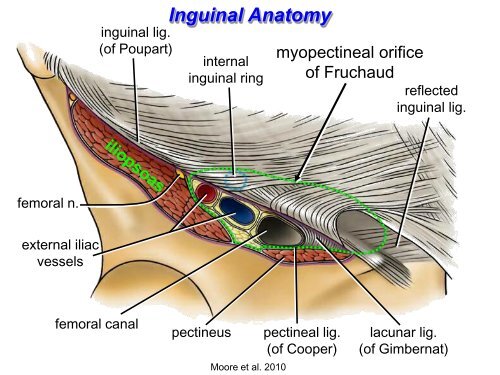 Clinical anatomy of the anterior abdominal wall in - Ohio University ...