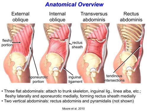 Clinical anatomy of the anterior abdominal wall in - Ohio University ...