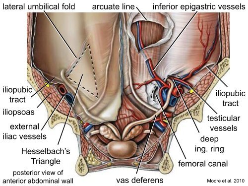 Clinical anatomy of the anterior abdominal wall in - Ohio University ...