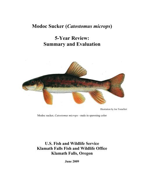 Modoc Analysis