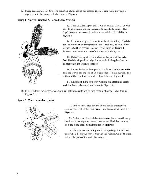 Lab 7: Molluscs & Echinoderms - Brazosport