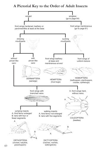 A Pictorial Key to the Order of Adult - Purdue Extension Entomology