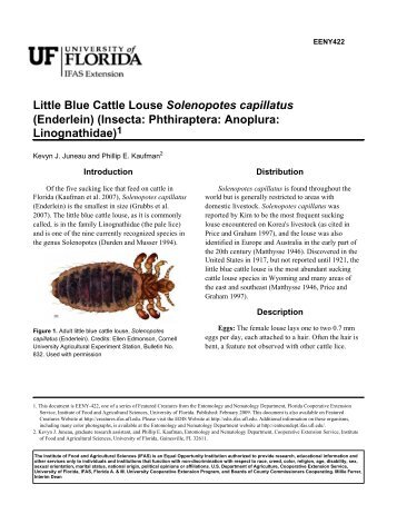 Little Blue Cattle Louse Solenopotes capillatus ... - Phthiraptera