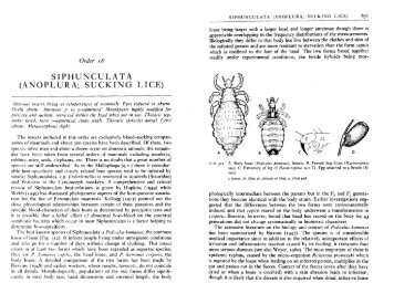 SIPHUNCULATA (ANOPLURA; SUCKING LICE)