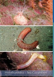 Holothuroidea - Marine Benthic Fauna of Chilean Patagonia