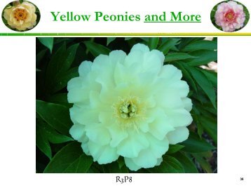 to download part 2 of IHP - Yellow Peonies and More