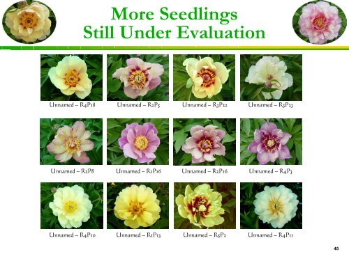 to download part 2 of IHP - Yellow Peonies and More