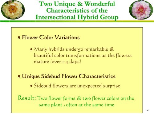 to download part 2 of IHP - Yellow Peonies and More