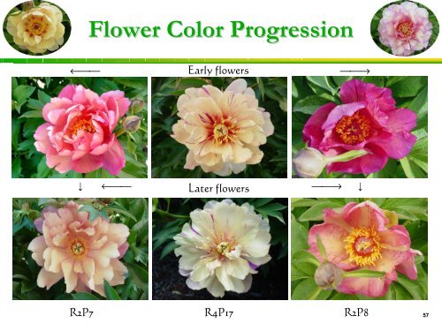 to download part 2 of IHP - Yellow Peonies and More